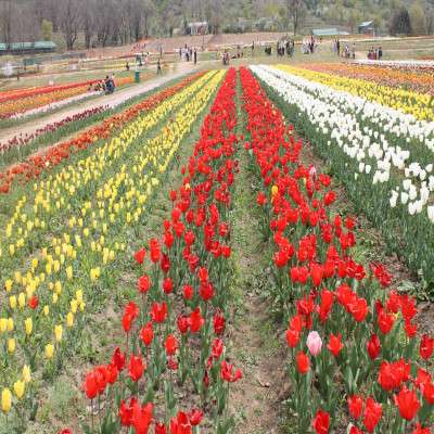 Tulip Festival Tours